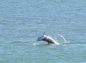 Dolphin (e)