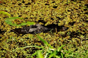 Alligator Floating Among Lily Pads, Evergaldes National Park - Dade County, FL - 2015-02-15