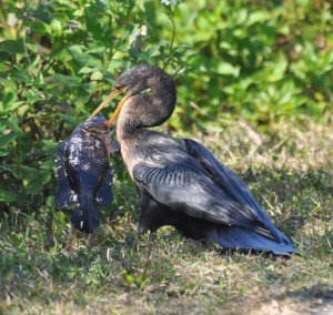 Anhinga with Fish it just Caught (a), Evergaldes National Park - Dade County, FL - 2015-02-15