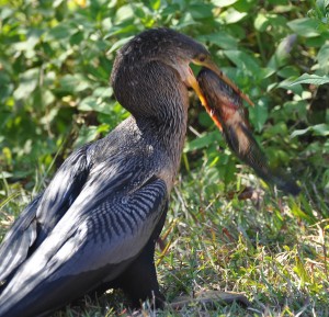 Anhinga with Fish it just Caught (c), Evergaldes National Park - Dade County, FL - 2015-02-15