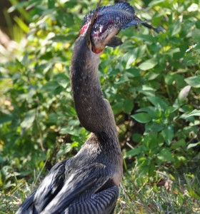 Anhinga with Fish it just Caught (d), Evergaldes National Park - Dade County, FL - 2015-02-15