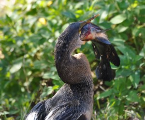 Anhinga with Fish it just Caught (e), Evergaldes National Park - Dade County, FL - 2015-02-15