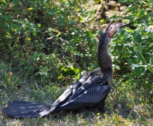 Anhinga with Fish it just Caught (g), Evergaldes National Park - Dade County, FL - 2015-02-15