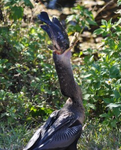 Anhinga with Fish it just Caught (i), Evergaldes National Park - Dade County, FL - 2015-02-15