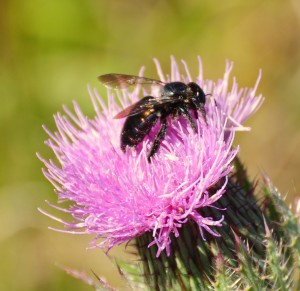 Bee on Thistle, Evergaldes National Park - Dade County, FL - 2015-02-15