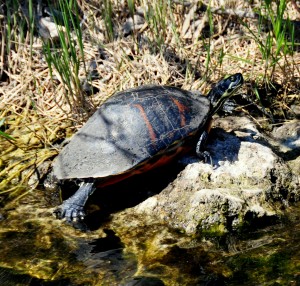 Florida Red-bellied Turtle (b), Evergaldes National Park - Dade County, FL - 2015-02-15