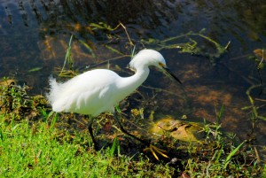 Snowy Egret #2, Shark Valley (Everglades), FL - 2012-02-20