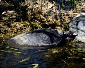 Soft-shelled Turtle, Evergaldes National Park - Dade County, FL - 2015-02-15
