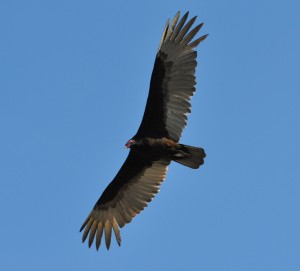 Turkey Vulture, Evergaldes National Park - Dade County, FL - 2015-02-15