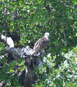 Bald Eagle, Henderson Creek, Naples, FL - 2015-03-25
