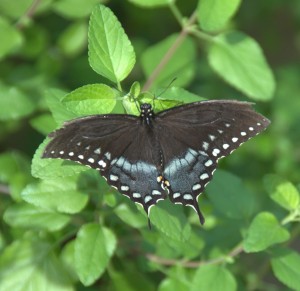 Black Swallowtail Butterfly (c), Naples Botanical Gardens, Naples, FL - 2015-03-19