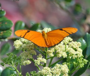 Julia Butterfly (a), Naples Botanical Gardens, Naples, FL - 2015-03-19