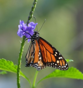 Monarch Butterfly (a), Naples Botanical Gardens, Naples, FL - 2015-03-19