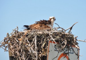 Osprey in Nest, Henderson Creek, Naples, FL - 2015-03-25