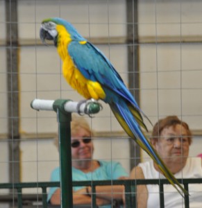 Blue and Gold Macaw (a), Big Cat Habitat, Sarasota, FL - 2015-04-12
