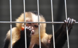 Capuchin Eating a Strawberry (c), Big Cat Habitat, Sarasota, FL - 2015-04-12