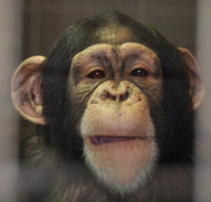 Chimpanzee (b), Big Cat Habitat, Sarasota, FL - 2015-04-12