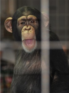 Chimpanzee (c), Big Cat Habitat, Sarasota, FL - 2015-04-12