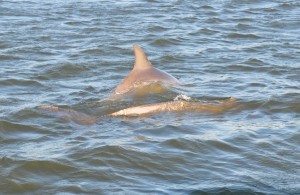 Dolphins (k), Intercoastal Waterway off Hilton Head Island, SC - 2015-04-22