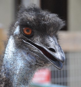 Emu (b), Big Cat Habitat, Sarasota, FL - 2015-04-12