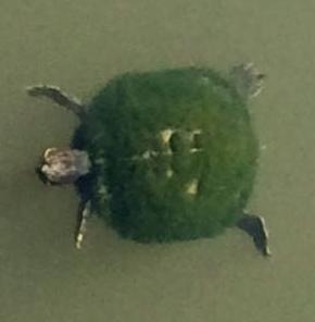 Florida Red-bellied Turtle (a), Sarasota Library Pond, Fruitville Road, Sarasota, FL - 2015-04-06