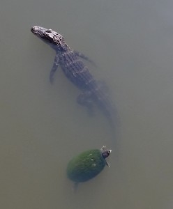 Florida Red-bellied Turtle and Juvenille Alligator (f), Sarasota Library Pond, Fruitville Road, Sarasota, FL - 2015-04-06