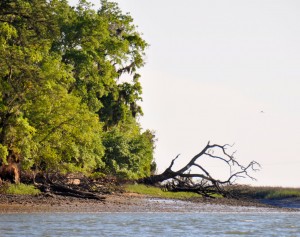 Island with Dead Tree