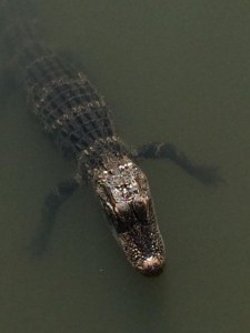 Juvenille Alligator (a), Sarasota Library Pond, Fruitville Road, Sarasota, FL - 2015-04-06