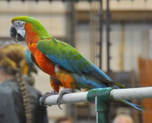 Military Macaw (a), Big Cat Habitat, Sarasota, FL - 2015-04-12