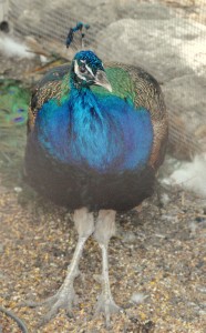 Peacock (a), Linger Lodge, Bradenton, FL - 2015-04-05