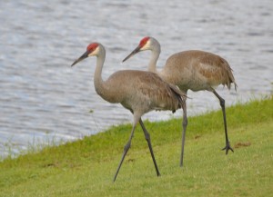 Sand Hill Cranes, Misty Creen Golf Course, Sarastoa, FL - 2015-04-07