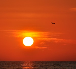 Sunset and Gulls (c), Siesta Beach, Florida - 2015-04-05