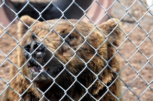 Syrian Bear (a), Big Cat Habitat, Sarasota, FL - 2015-04-12