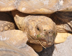 Tortoise, Big Cat Habitat, Sarasota, FL - 2015-04-12