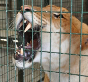 White Tiger (b), Big Cat Habitat, Sarasota, FL - 2015-04-12