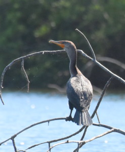 Double Breasted Cormornat