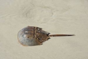 Horseshoe Crab, Marriott Beach & Golf Resort Beach, Hilton Head, SC - 2016-05-11