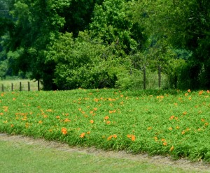 Roadside Flowers - Orange