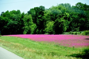 Roadside Flowers -Pink 3