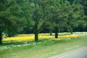 Roadside Flowers - White and Yellow 2