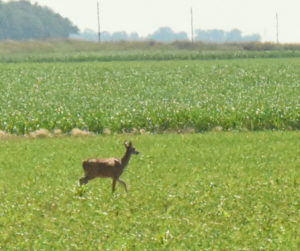 Deer (a) - Northwestern Indiana - 2016-06-25