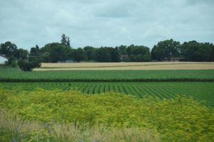 Fields of Corn and Wheat, North of Stoughton, IA  - 2016-06-28