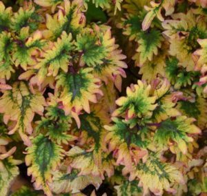 Green, White and Pink Coleus Leaves - Olbrich Botanical Gardens, Madison, WI - 2016-06-27