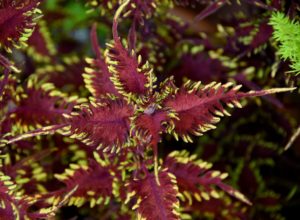 Maroon and Yellow Coleus Leaves - Olbrich Botanical Gardens, Madison, WI - 2016-06-27