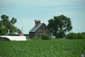 Old Barn Amidst Corn Fields, North Central Illinois - 2016-06-16
