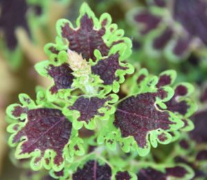 Purple and Green Coleus Leaves - Olbrich Botanical Gardens, Madison, WI - 2016-06-27