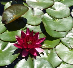 Red Water Lily Flower - Olbrich Botanical Gardens, Madison, WI - 2016-06-27