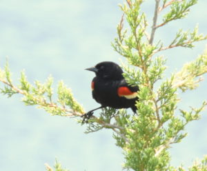 Redwing Blackbird (b), Cape May Lighthouse, Cape May, NJ - 2106-06-10