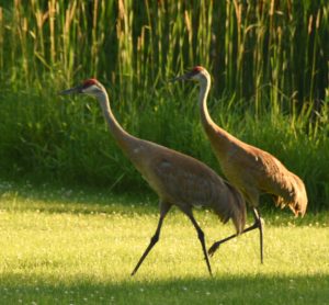 Sand Hill Cranes (a), Viking Village Campground, Stoughton, WI - 2016-06-26
