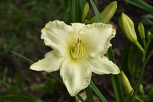 White Lily, University Park, Indianapolis, IN - 210-06-24